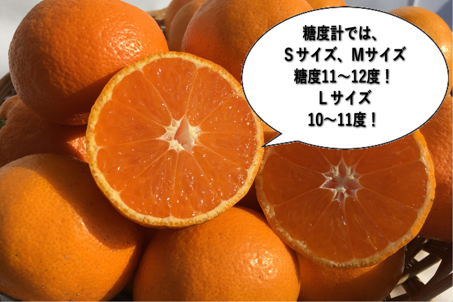 【和歌山県産】新鮮村のみかん