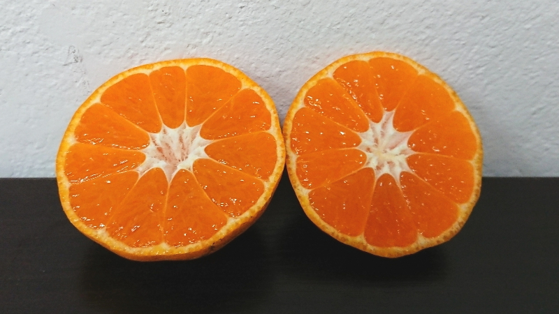 極早生温州みかん