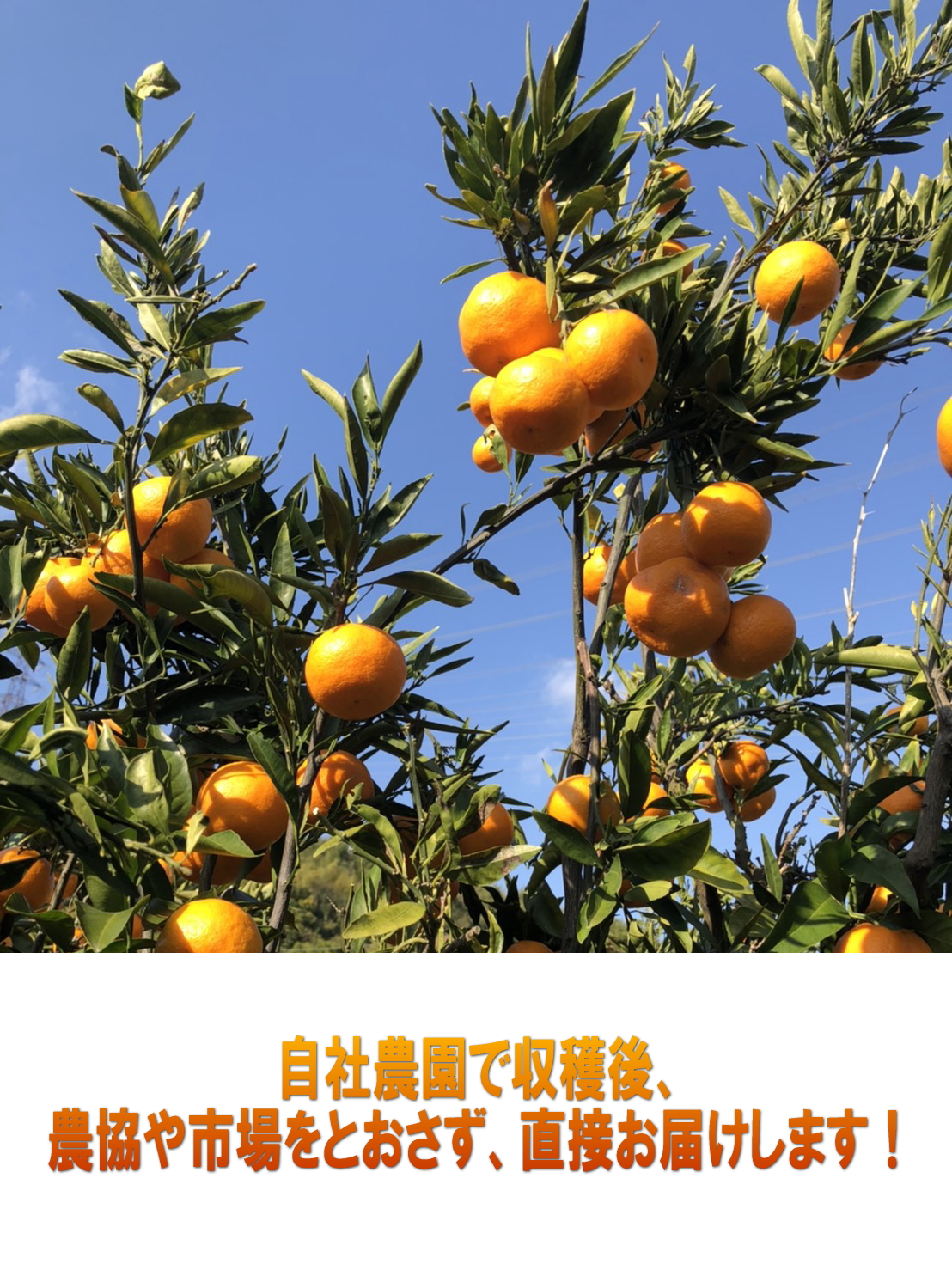 【和歌山県産】新鮮村のみかん