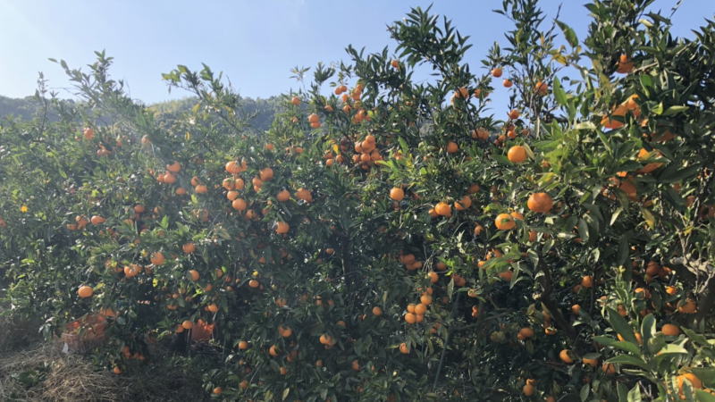 【和歌山県産】新鮮村のみかん ご家庭用キズあり
