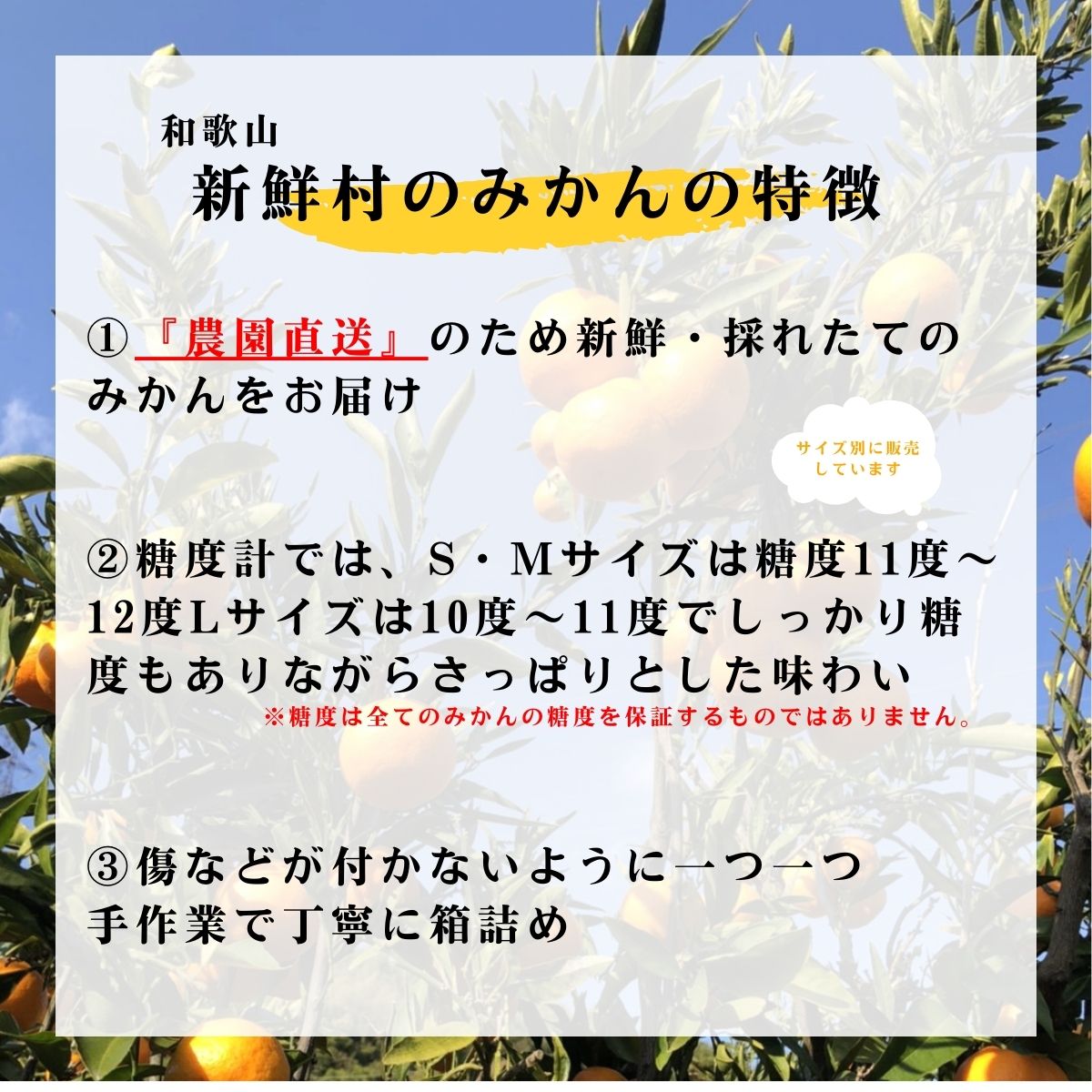 【和歌山県産】新鮮村のみかん